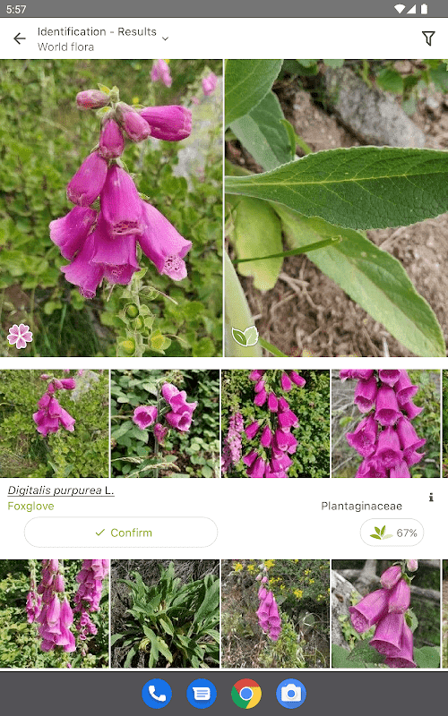 PlantNet Plant Identification  Screenshots