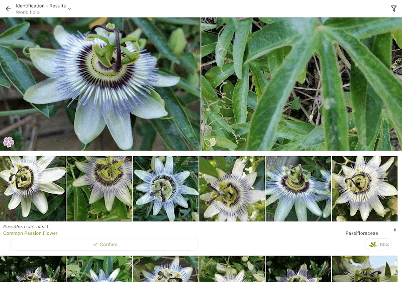 PlantNet Plant Identification  Screenshots
